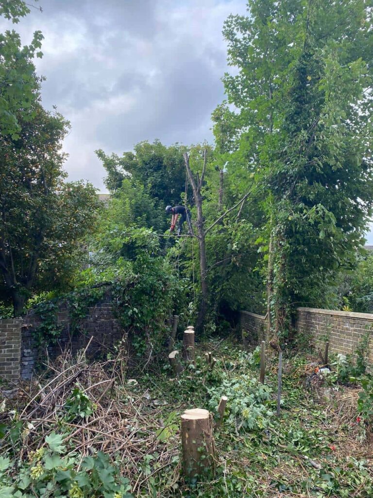 This is a photo of an overgrown garden, where the trees are being felled. Four large trees have already been felled, and there is a tree surgeon standing on the final one, about to cut it down. Photo taken by Wroxham Tree Surgeons.